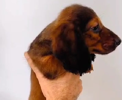 Buy dark colored cocker spaniel puppy from delhi.