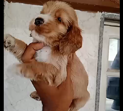  Purchase Vet Checked Cocker Spaniel Puppies Available For Sale In Delhi.
