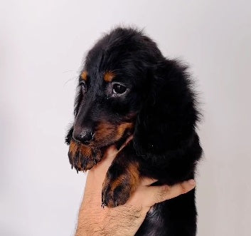 We Have KCI Registered Cocker Spaniel Puppies Available For Sale In Delhi.
