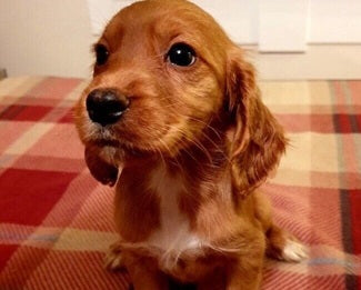 KCI Registered Cocker Spaniel Puppies Available For Sale In Delhi.
