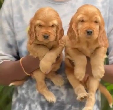 We have Male & Female Cocker Spaniels Puppies Available For Sale.
