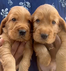 Get Male & Female Cocker Spaniel Puppies Available For Sale In Goa.
