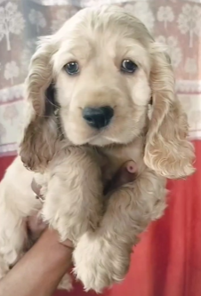  Buy Furry Cocker Spaniel  Puppies Available For Sale.

