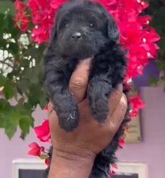 Buy Female Cocker Spaniel Puppies Available For Sale.
