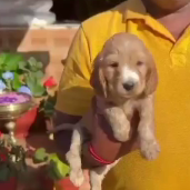 Get Male & Female Cocker Spaniel Puppies Available For Sale.
