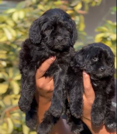 Buy Male Cocker Spaniel Puppies Available For Sale.
