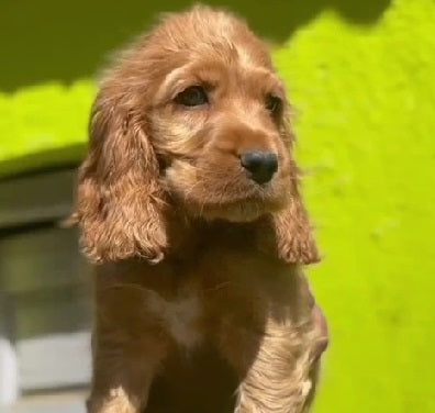 Male & Female Cocker Spaniel  Puppies Available For Sale.
