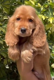 Affectionate Cocker Spaniel Puppy Available In Pune.