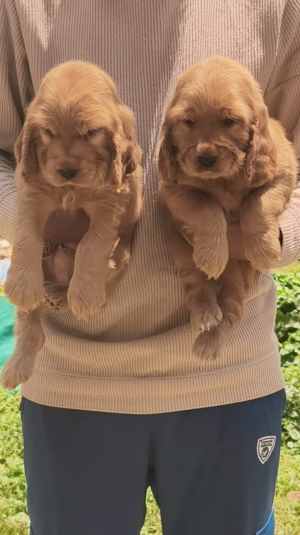 Loyal Cocker Spaniel Puppy Available In Swargate Pune.