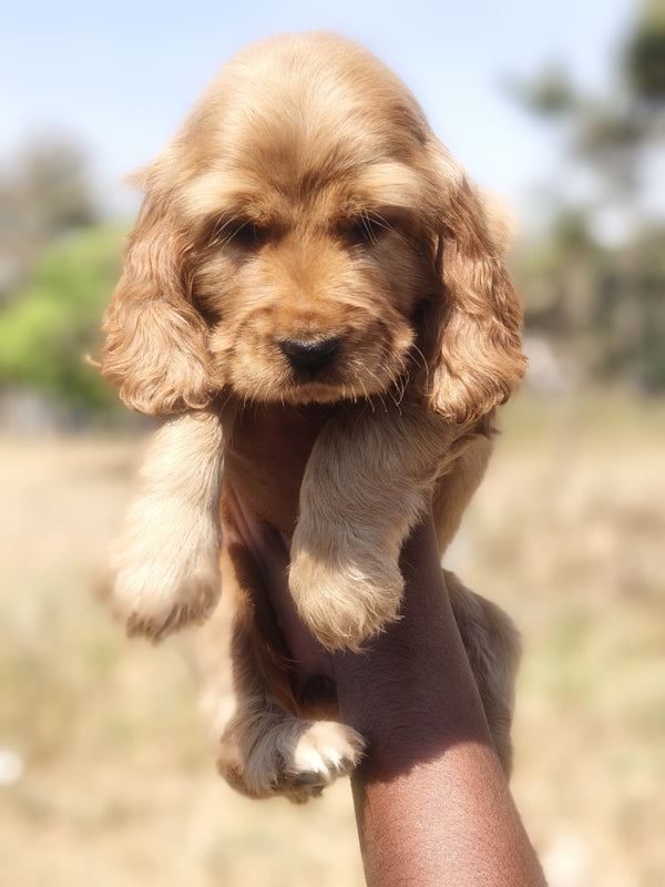 Healthy Cocker Spaniel Puppy Available In Shivaji Nagar - Pune.