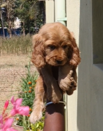 Silky Cocker Spaniel Puppies Available For Sale In Pune.