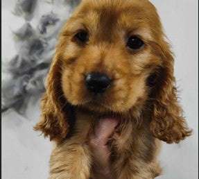 Buy tender cocker spaniel puppy from hyderabad at best price.
