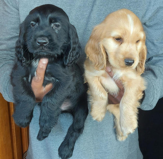 Soulful male & female cocker spaniel puppies available for sale in jaipur.

