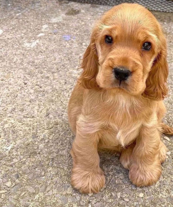 Soulful male & female cocker spaniel puppies available for sale in chennai.
