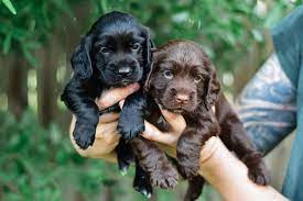 Get sensitive female cocker spaniel puppies available for sale in jaipur.
