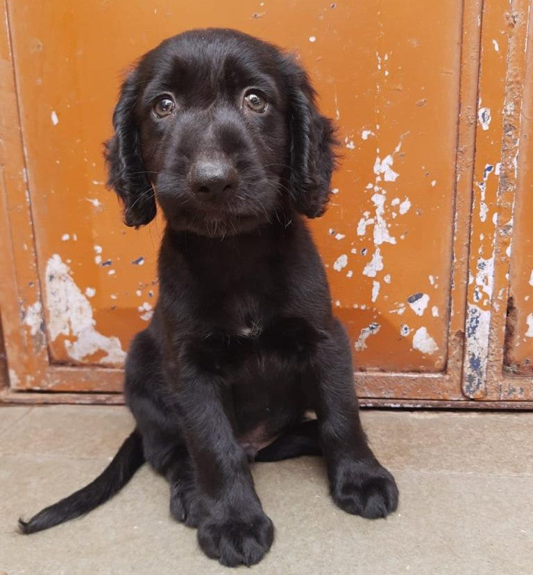 Get sensitive female cocker spaniel puppies available for sale in chennai.
