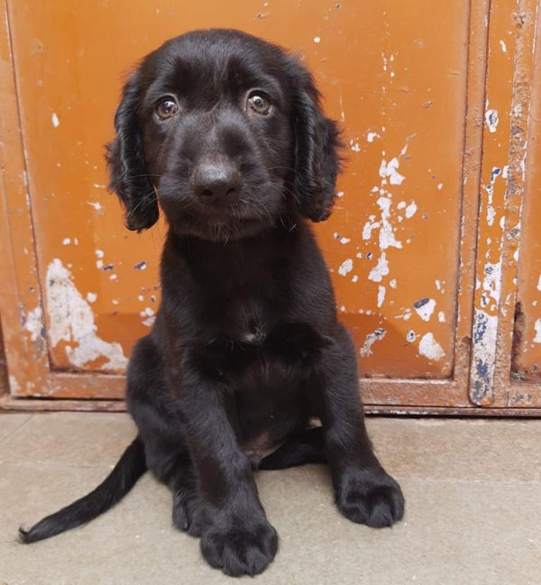 Get sensitive female cocker spaniel puppies available for sale in chennai.
