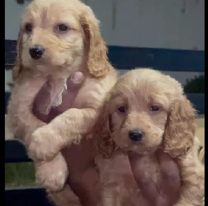 Purchase cheerful cocker spaniel male puppies available in jaipur.
