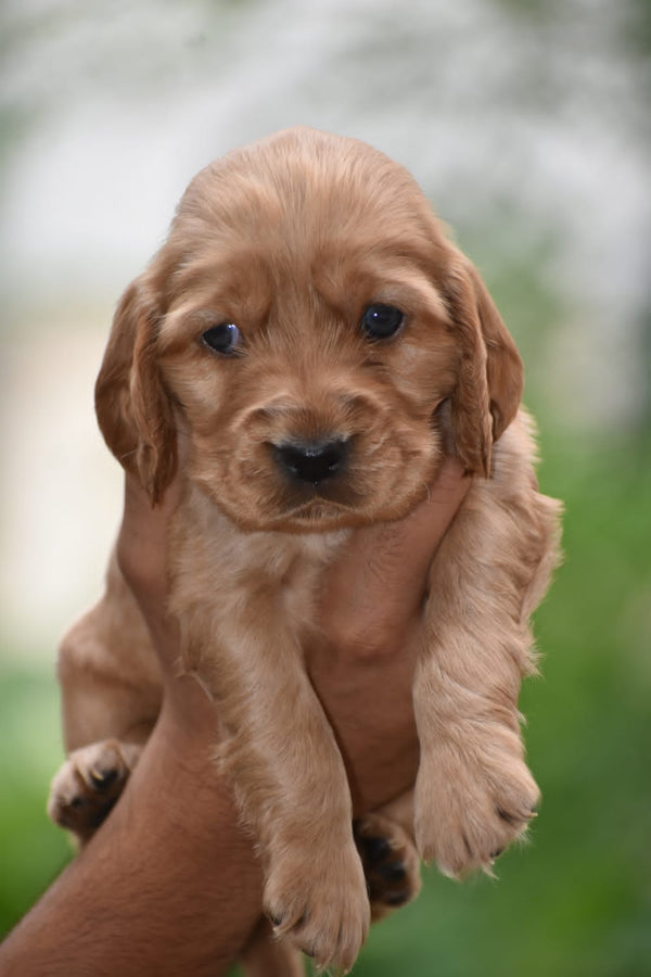 Purchase eager-to-please cocker spaniel puppies from chennai.
