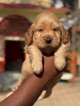 Get cudly cocker spaniel from chennai at best price.
