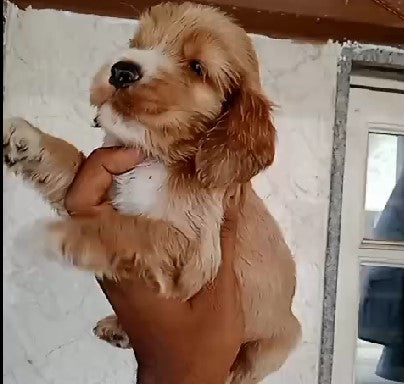 Buy tender cocker spaniel puppy from vizag at best price.

