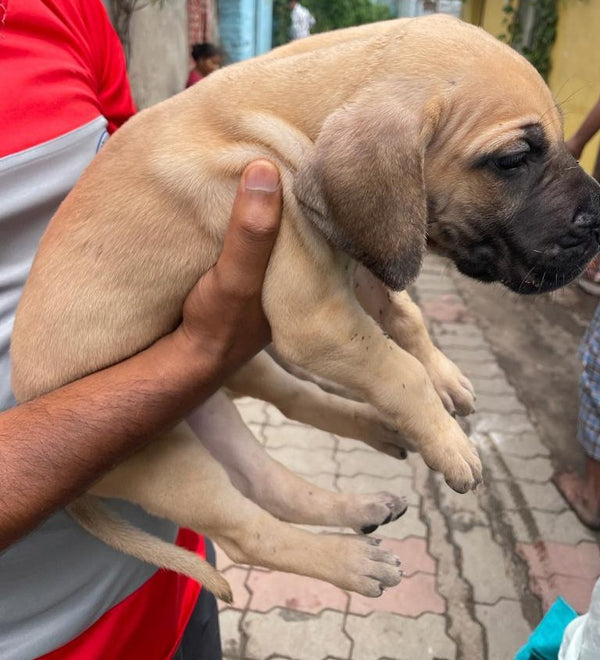 Dependable Great Dane Puppies Available For Sale In Ahmedabad.