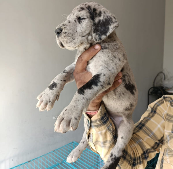 Female Great Dane Puppies Available For Sale In Ahmedabad.
