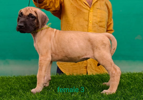We have Male & Female Great Dane  Puppies Available For Sale In Ahmedabad.
