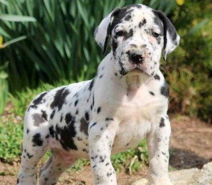 Harlequin Male & Female Great Dane Puppies Available For Sale In Delhi.
