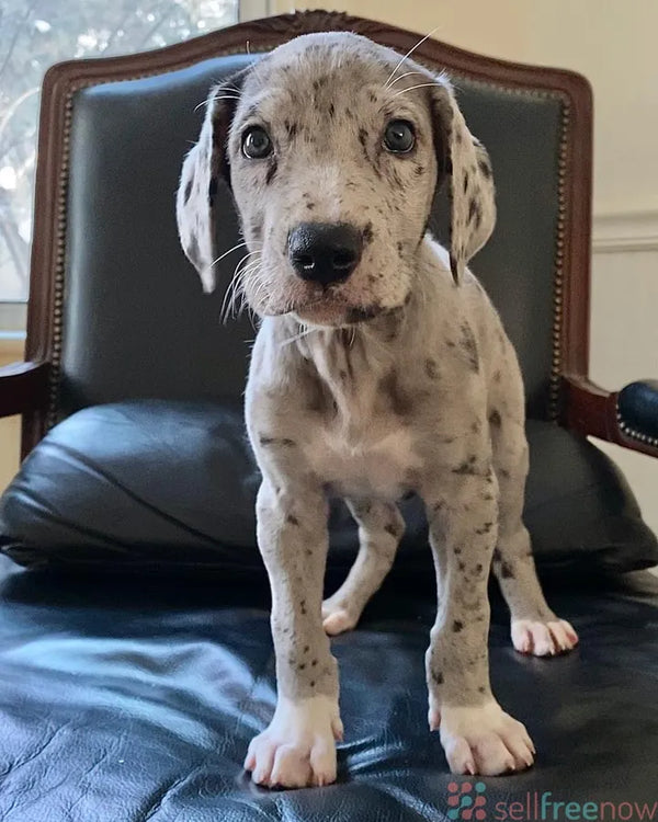 Buy Health Certified Great Dane Puppies Available For Sale In Delhi.
