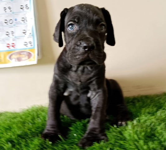 Buy Male & Female Black Great Dane Puppies Available For Sale In Delhi.
