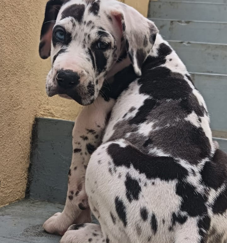 Get Male & Female Great Dane Puppies Available For Sale At Goa.
