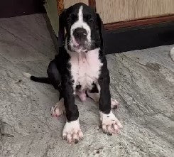 Black Great Dane Male  Puppies Available For Sale In Goa.