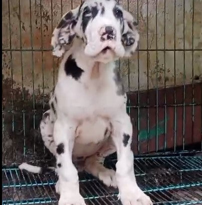 Harlequin Puppies Available For Sale In Goa.