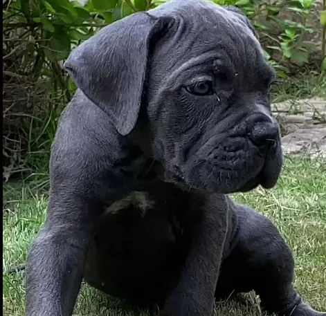 Buy Black Great Dane Male & Female Puppies At Your City Goa.