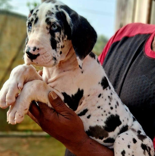 Great dane male & female puppies available for sale in jaipur.
