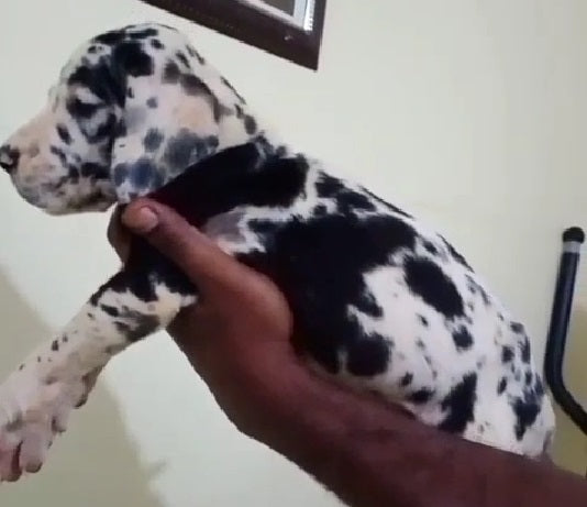 We have alert great dane puppy from chennai.
