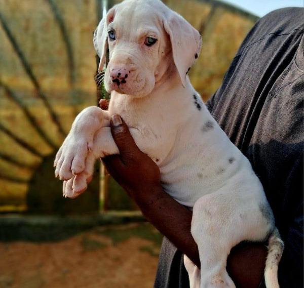 Buy majestic male & female puppies from jaipur at affordable price.
