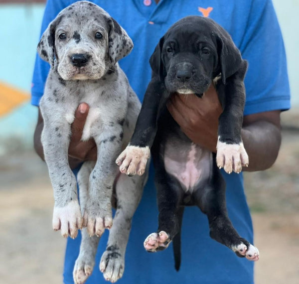 Purchase great dane male [puppies from jaipur.
