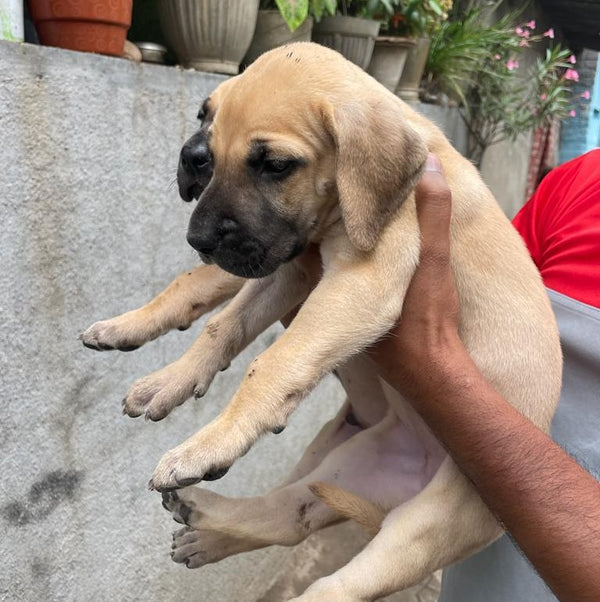Get regal male & female great dane puppies from jaipur.
