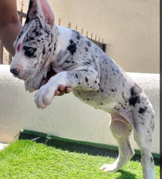We have great dane puppies price range in between Rs.50.000 to Rs.90,000.
