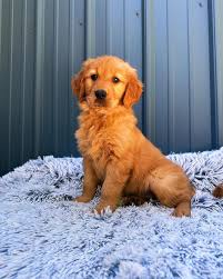 Fluffy, Adorable, Palyful Golden Retriever Puppy