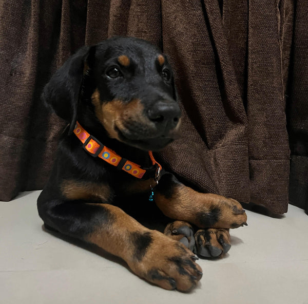 Get Muscular Doberman Puppies Available For Sale In Ahmedabad.

