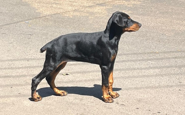 Get Male Doberman Puppies Available For Sale In Ahmedabad.
