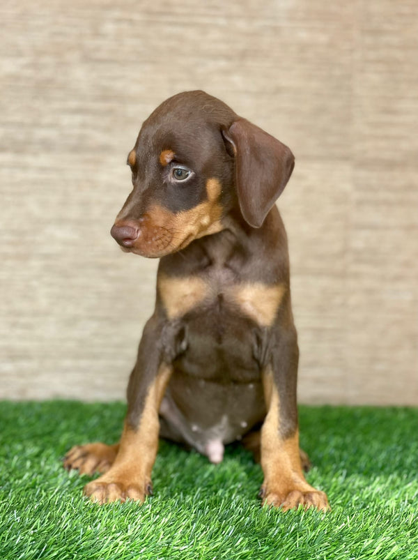 Male Doberman Puppy Available At Goa.