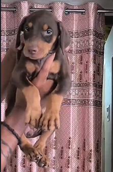 Brown & Tan Doberman Puppy Available In goa.