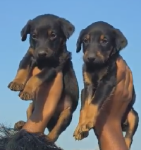 Black & Tan male& female Doberman Puppies Available In goa.