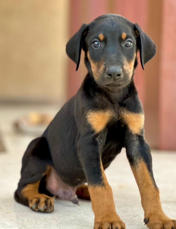 Buy Male Doberman Puppies Available For Sale.
