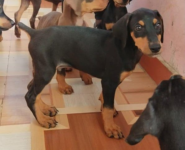 We have family friendly doberman puppies in chennai.
