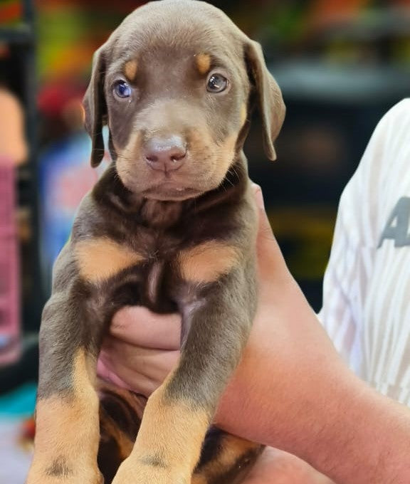 Get fast doberman puppies available for sale in chennai.
